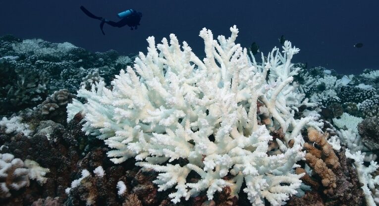Більше 80% відсотків коралових рифів на Землі під ризиком вимирання
