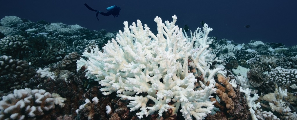 Технології - Більше 80% відсотків коралових рифів на Землі під ризиком вимирання