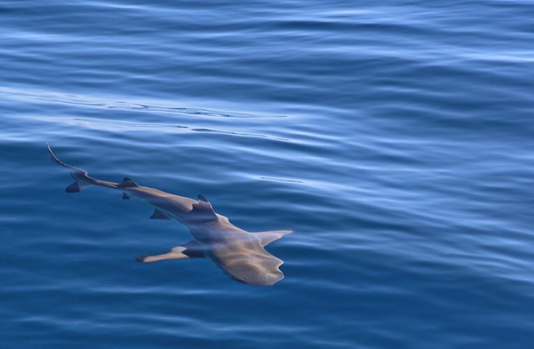 Біля узбережжя Ізраїлю акула напала на людину