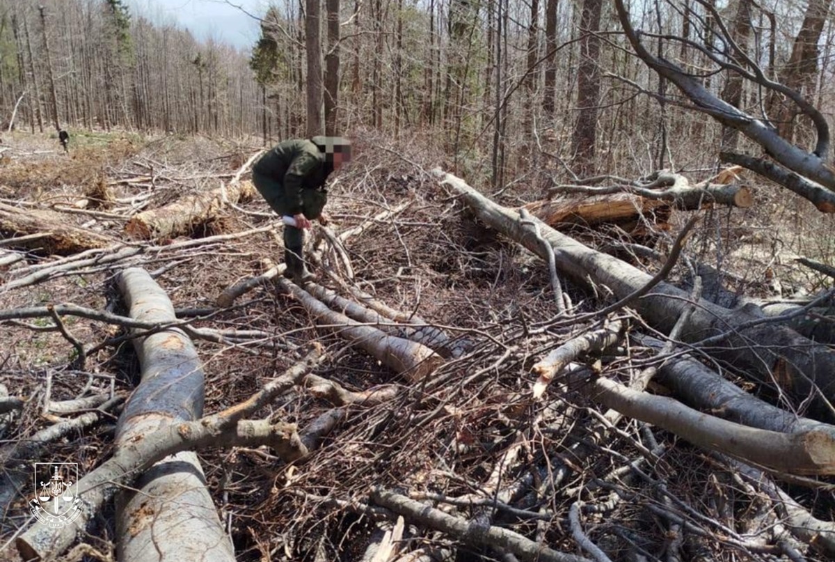 Новини України - Екопрокуратура розслідує вирубку 200-річних дерев у Карпатах