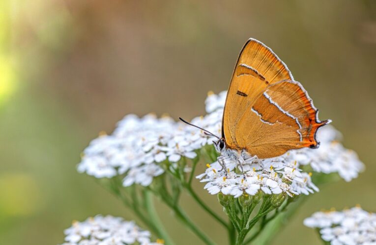 Гороскоп для знаків зодіаку на 11 квітня 2025 року