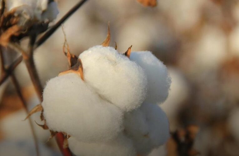 Мінагрополітики планує зробити бавовник “стратегічною культурою” в Україні