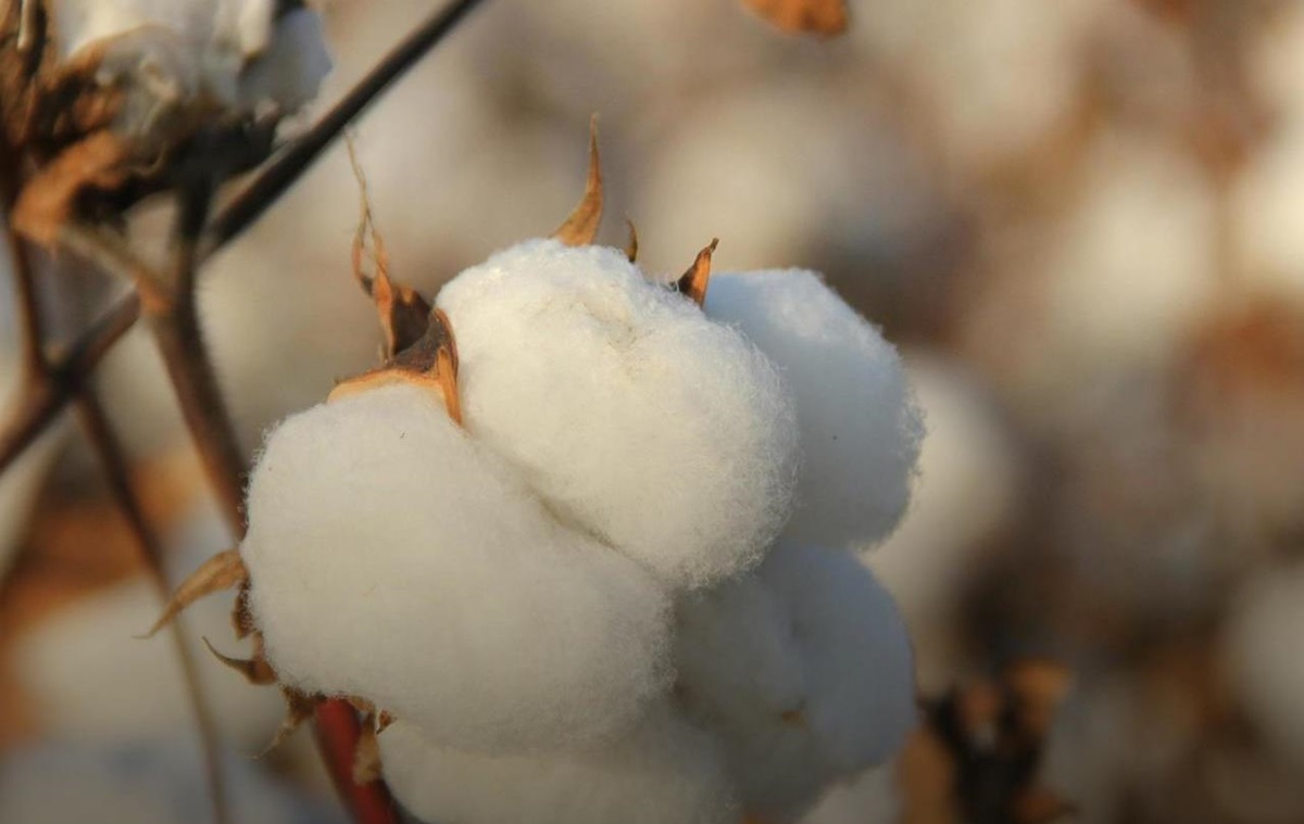 Новини бізнесу - Мінагрополітики планує зробити бавовник "стратегічною культурою" в Україні