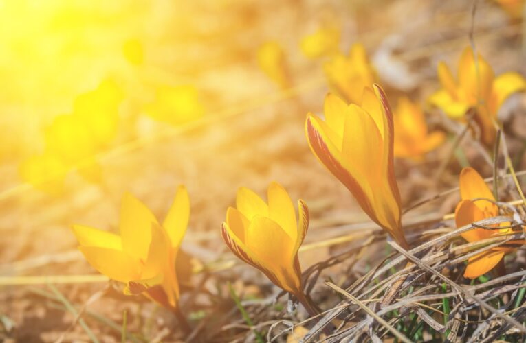 На вихідні синоптики прогнозують дощі та нічні заморозки