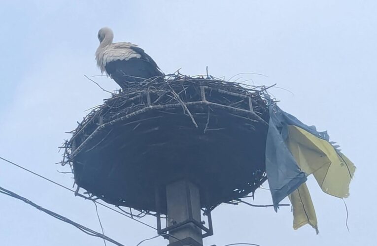 На Закарпатті лелека приніс до гнізда прапор України