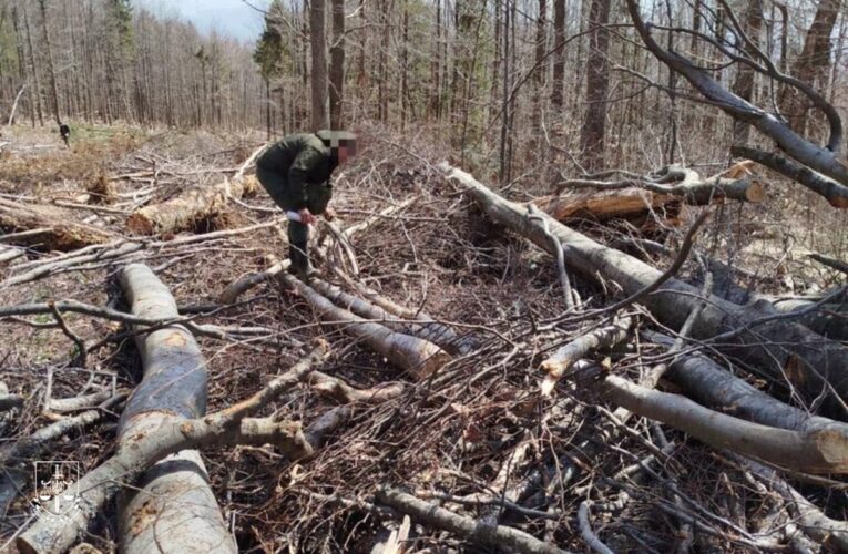 На Закарпатті вирубали праліси для дороги