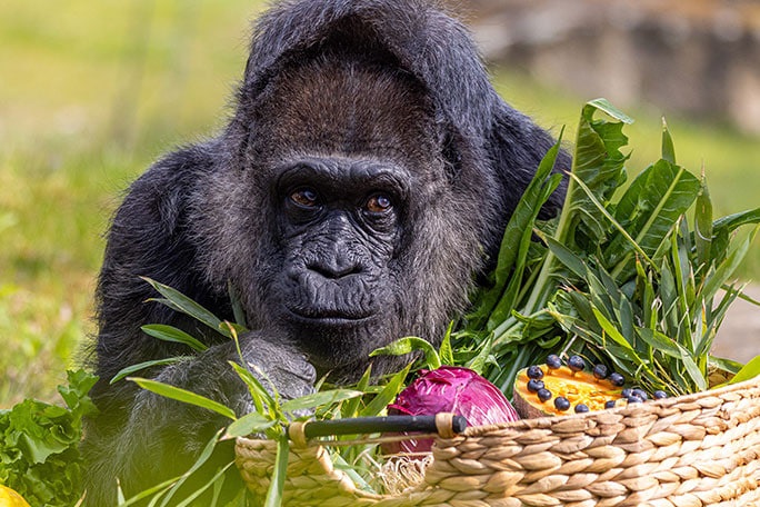 Найстаріша горила світу Фату відсвяткувала 68-й день народження у Берліні