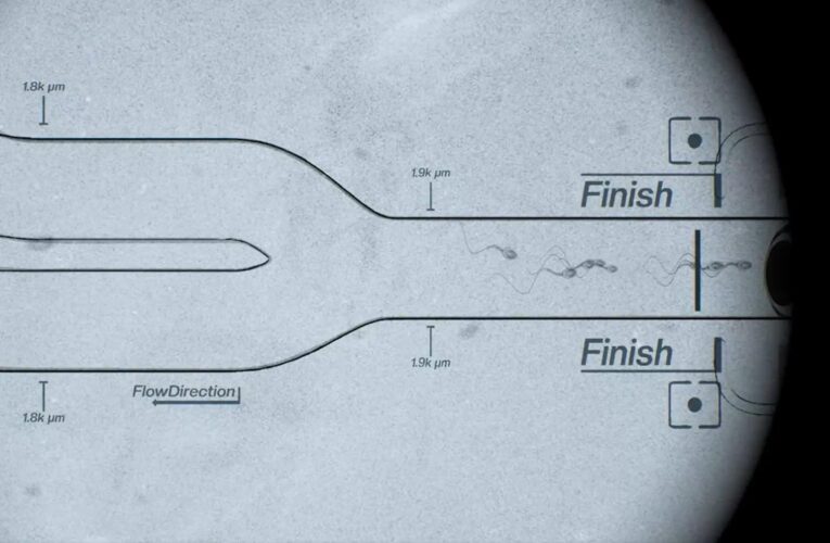 Перші перегони сперматозоїдів відбулося у США