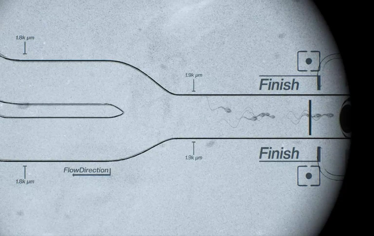 Новини світу - Перші перегони сперматозоїдів відбулося у США