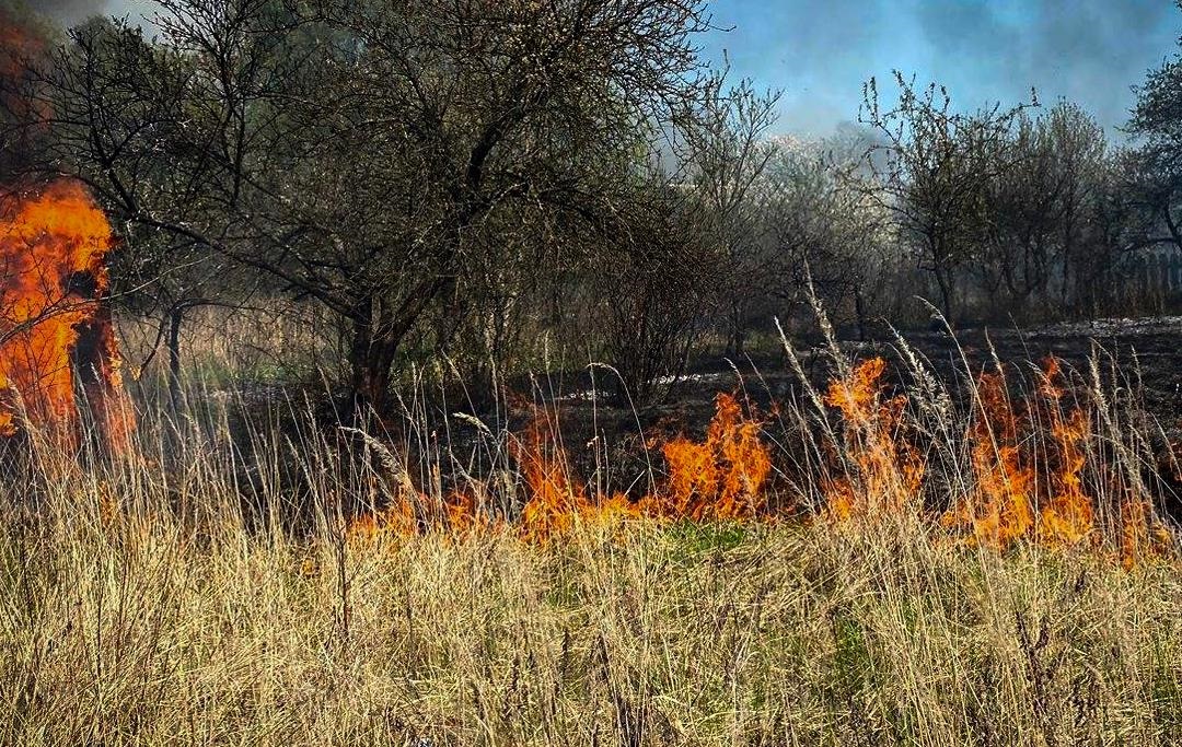 Новини України - Пожежа сухостою на Львівщині: згоріло 11 дачних будинків