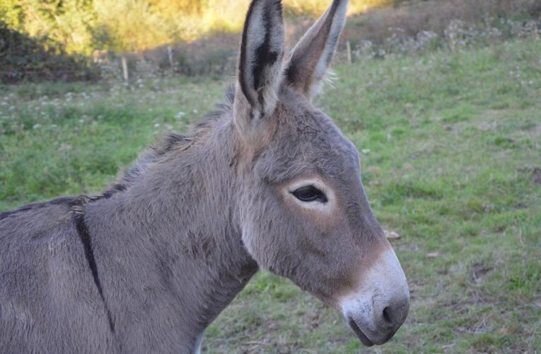Солдати РФ використовують віслюків замість авто