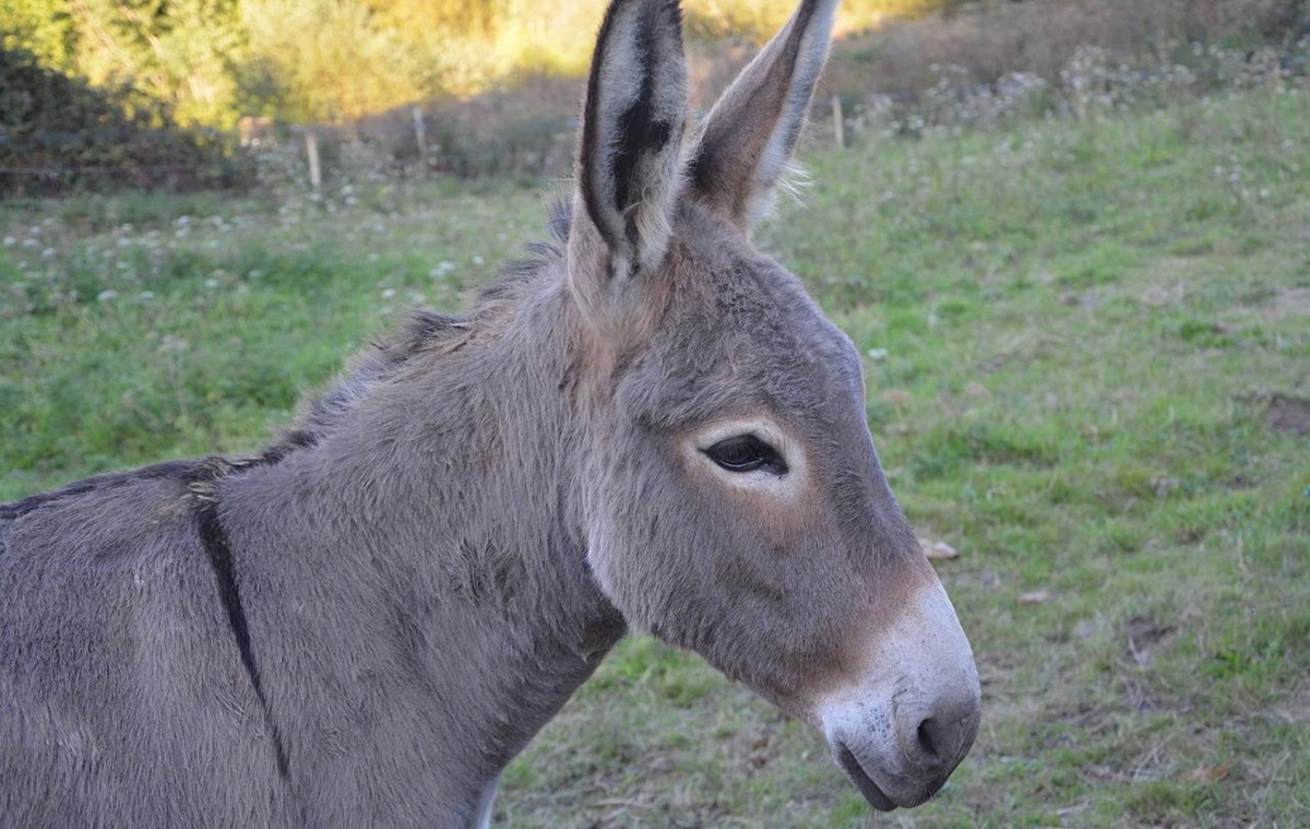 Новини України - Солдати РФ використовують віслюків замість авто