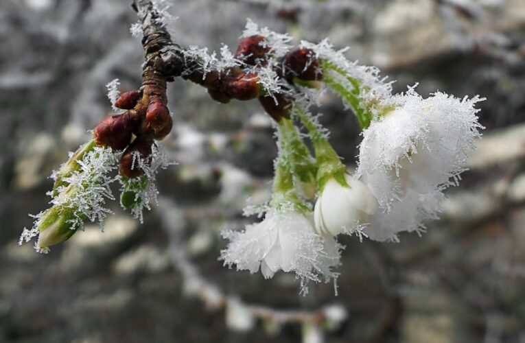 Сонячні дні і нічні заморозки: прогноз на кінець квітня