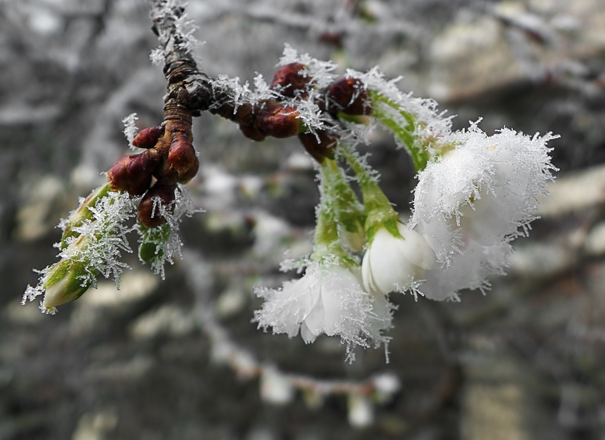 Новини України - Сонячні дні і нічні заморозки: прогноз на кінець квітня