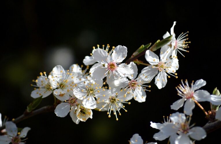 Свята 29 квітня 2025 року: що не можна робити в цей день