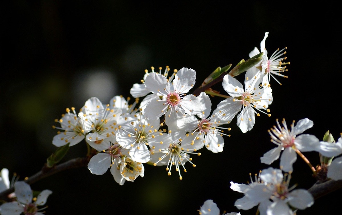 Новини культури - Свята 29 квітня 2025 року: що не можна робити в цей день