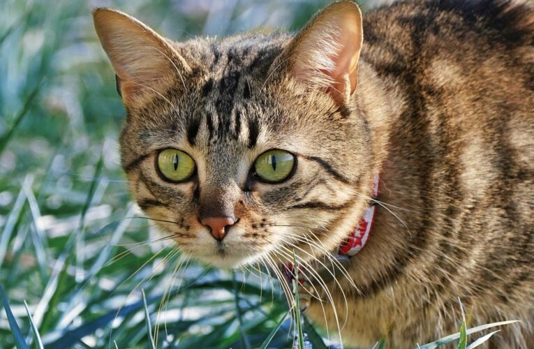 Свята 9 квітня 2025 року: іменини, прикмети