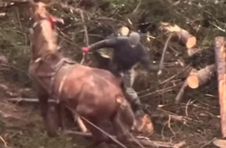 У Буковелі чоловік жорстоко бив палицею коня