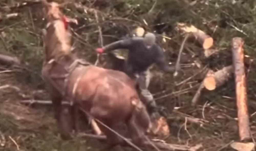 Новини України - У Буковелі чоловік жорстоко бив палицею коня