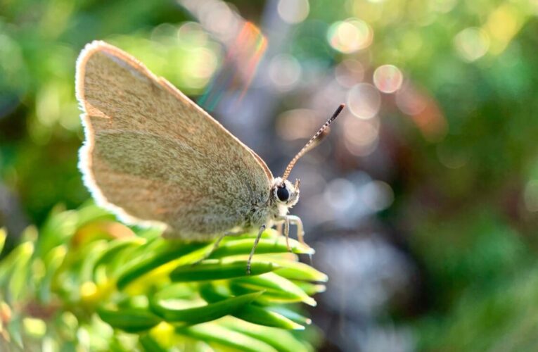 У Канаді виявили унікального метелика, ізольованого понад 40 тисяч років