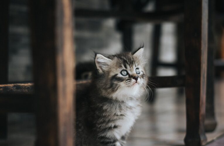 У Києві хлопець у Telegram знущався з кошеняти