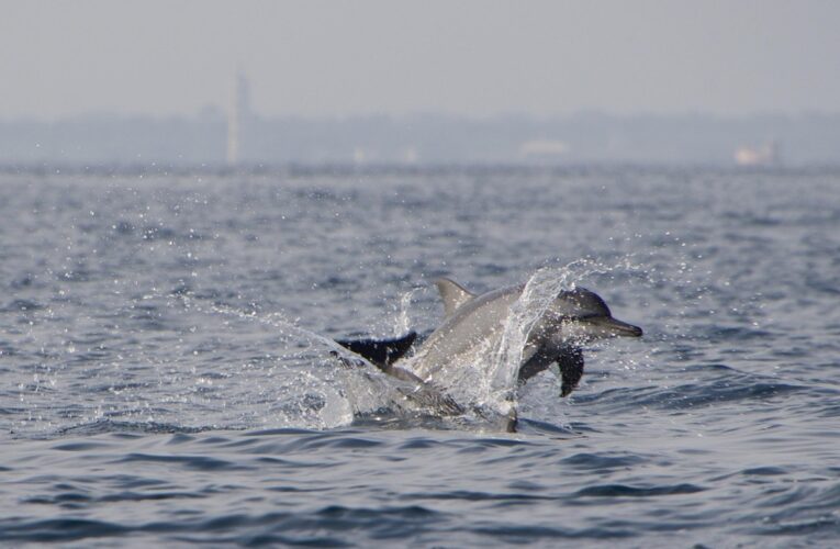 У Маріуполі фіксують мор дельфінів і птахів