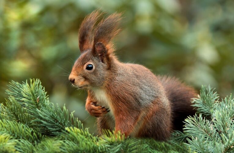У Німеччині білки падають з дерев через спрагу