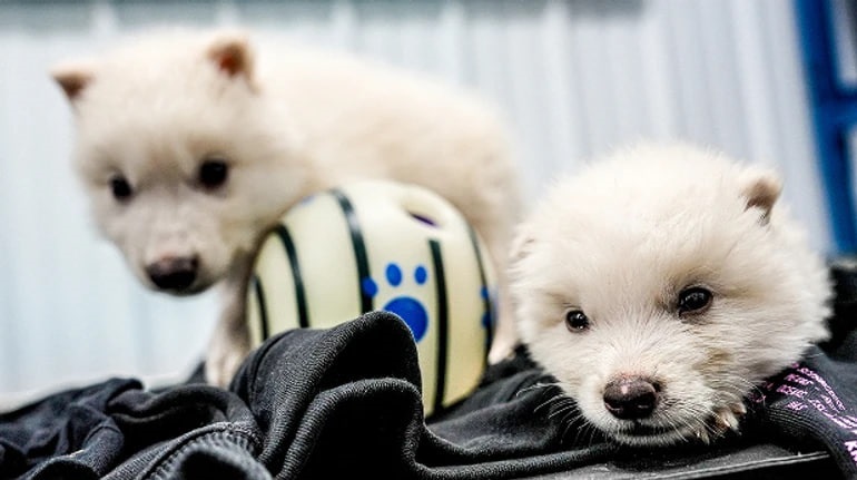 Технології - У США вчені відродили вовка з Гри престолів