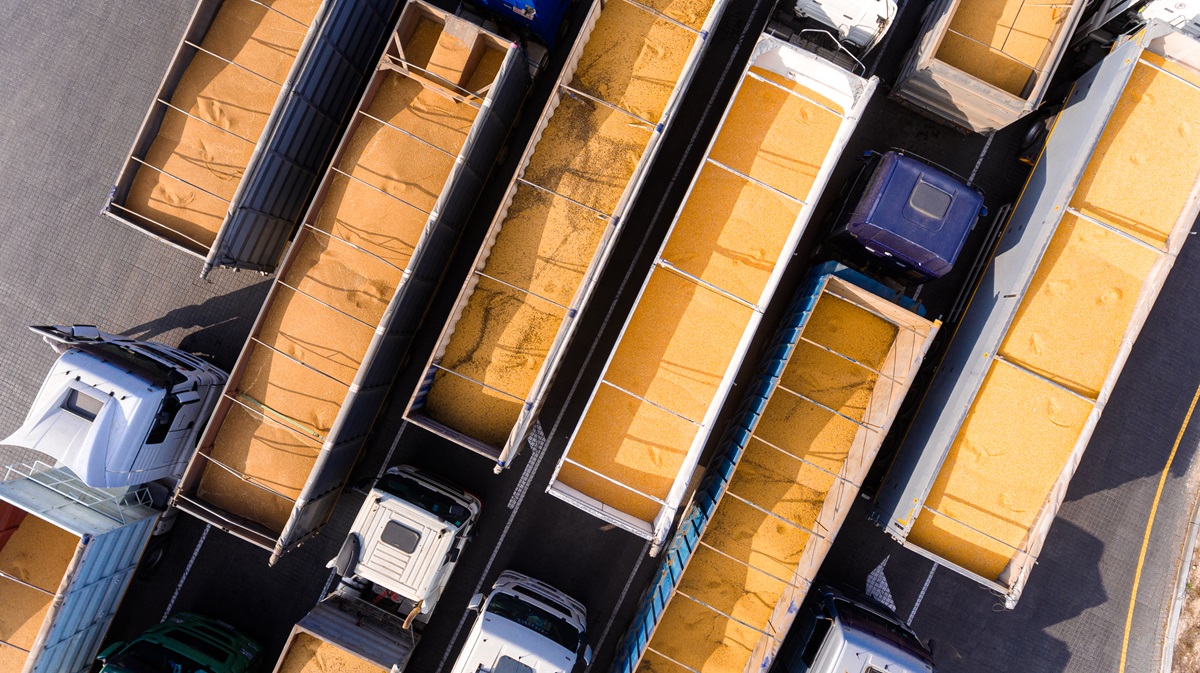 Новини бізнесу - Україна скоротила експорт зерна