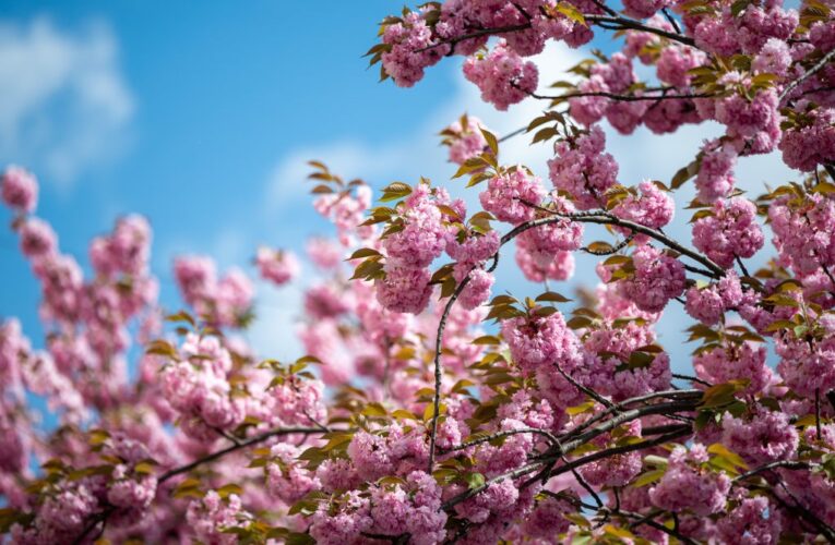 Україна зустріне тиждень весняним теплом: повітря прогріється до +26&deg;C