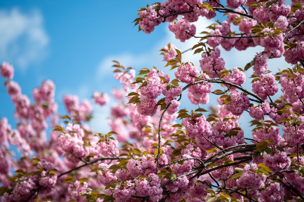Новини України - Україна зустріне тиждень весняним теплом: повітря прогріється до +26°C