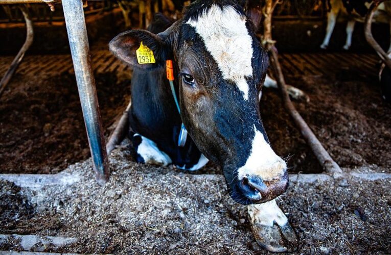 Українців попередили щодо захворювання тварин на ящур і блутанг