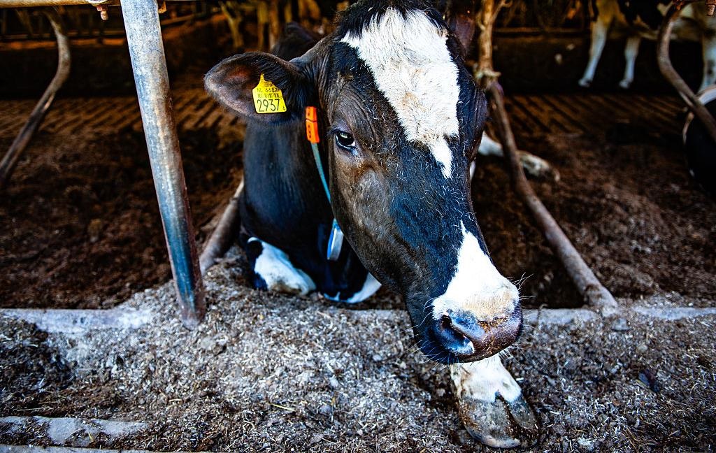 Новини України - Українців ппередили щодо захворювання тварин на ящур і блутанг