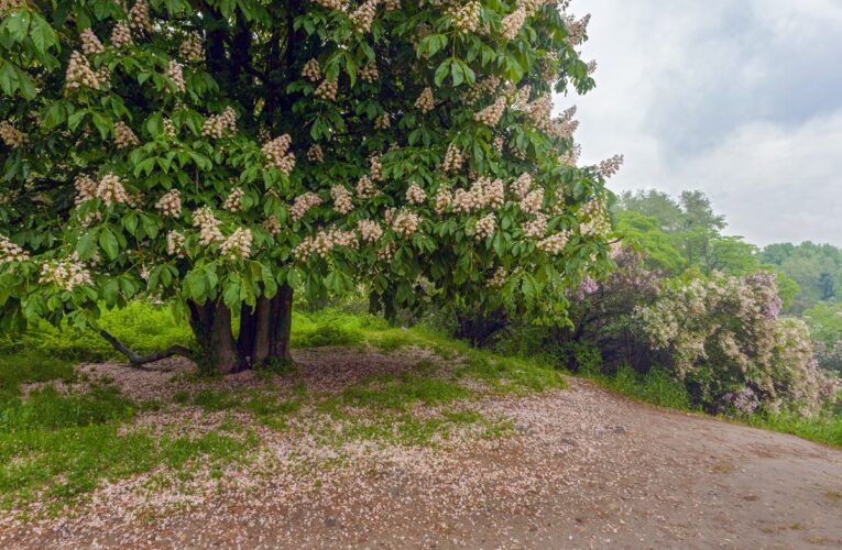 Україну накриють нічні заморозки