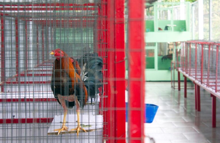 Унаслідок стрілянини на півнячих боях в Еквадорі загинули 11 осіб