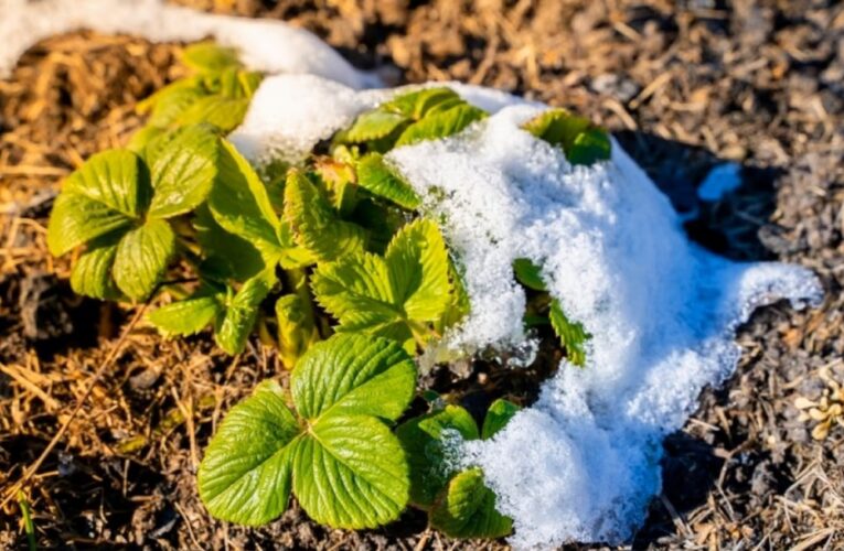 Урожай 2025: якими можуть бути наслідки квітневого похолодання