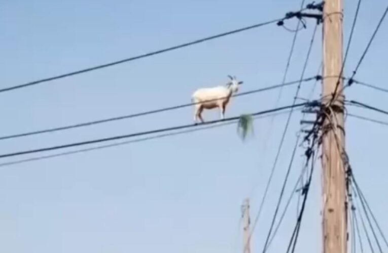 В Бразилії коза залізла на електропровід за травою