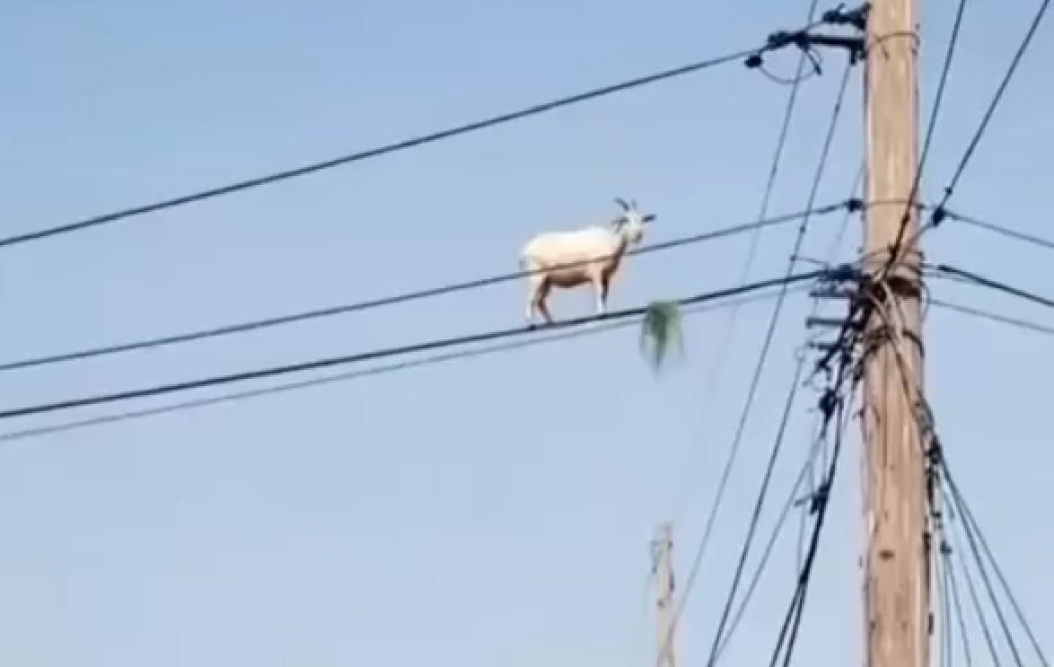 Новини світу - В Бразилії коза залізла на електропровід за травою