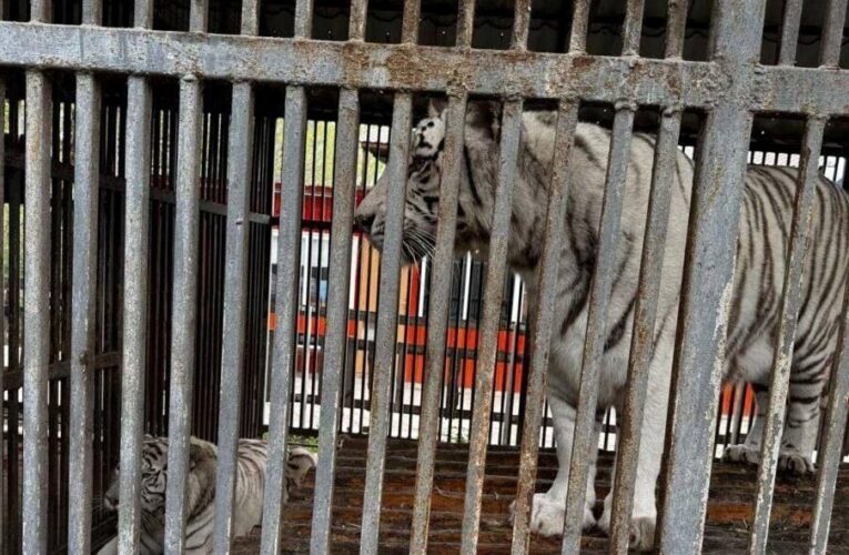 В окупованому Маріуполі тигр загриз чоловіка