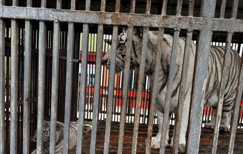 Новини України - В окупованому Маріуполі тигр загриз чоловіка