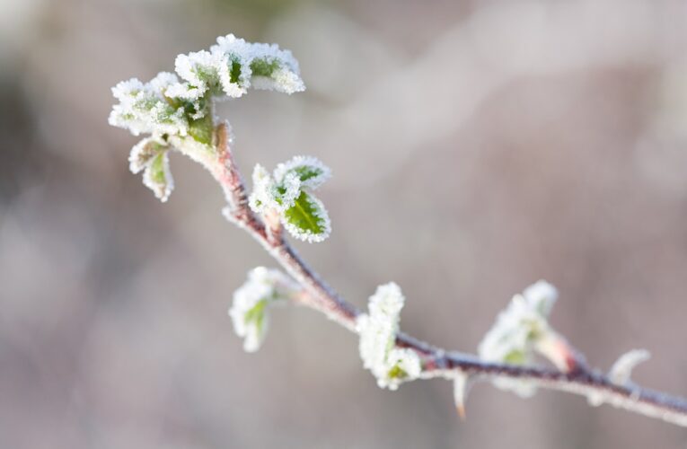 В Україні очікуються заморозки і мокрий сніг