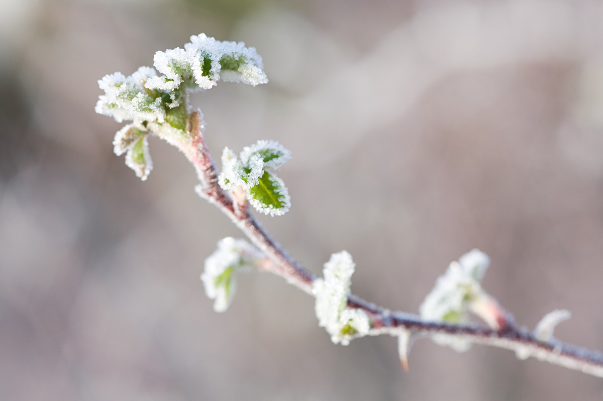 Новини України - В Україні очікуються заморозки і мокрий сніг