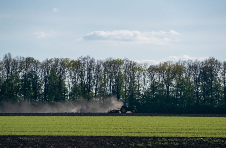 В Україні стартувала сівба гречки
