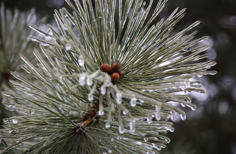 В Україну насуваються заморозки та мокрий сніг