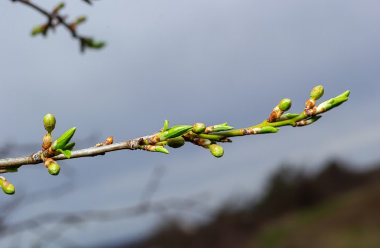 В Україну повертається весна: потепліє до +17&deg;C