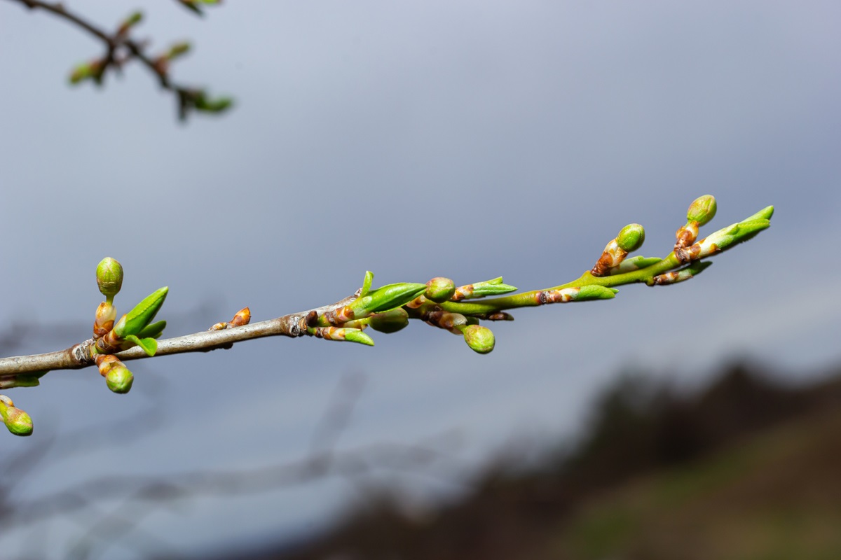 Новини України - В Україну повертається весна: потепліє до +17°C