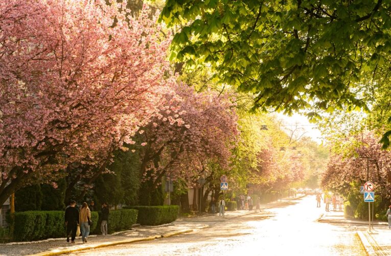 В Ужгороді почався пік цвітіння сакур