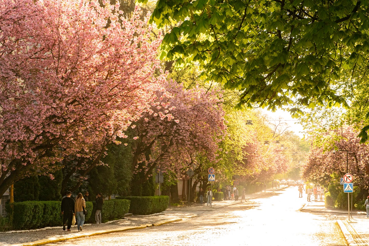 Новини України - В Ужгороді розквітли сакури