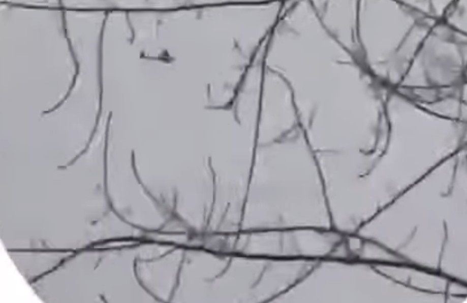 Новини світу - Завод дронів в РФ атакували безпілотники - ЦПД