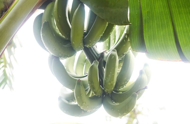 Банани перебувають на межі зникнення через зміну клімату